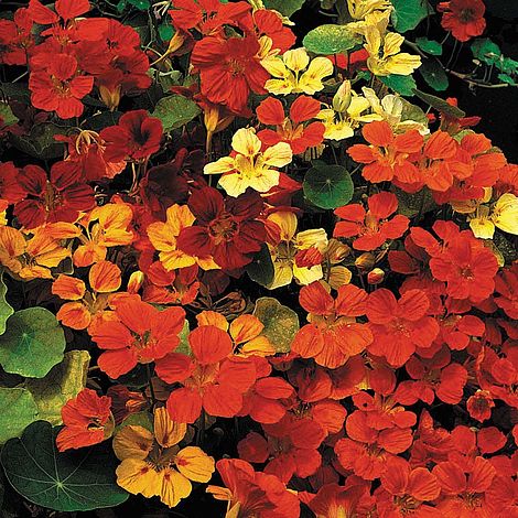 Nasturtium 'Tropical Mix' (VM Seeds)