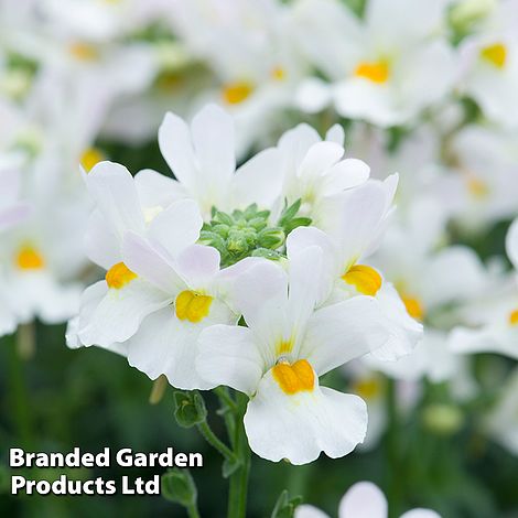 Nemesia 'Most Scented Melody Swansong'