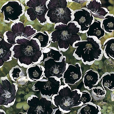 Nemophila menziesii 'Pennie Black'