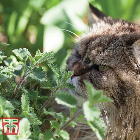 Nepeta cataria