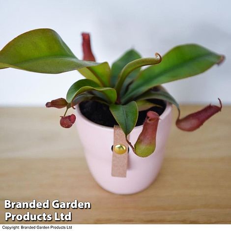 Nepenthes hybrider Blood Red 9cm Pot x 1