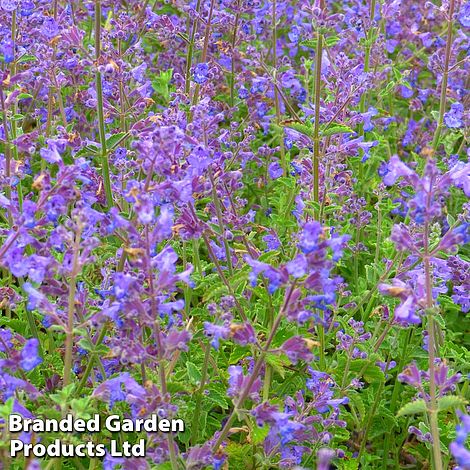 Nepeta x faassenii 'Kit Kat'