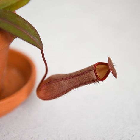 Nepenthes sanguinea hybrid 9cm Pot x 1