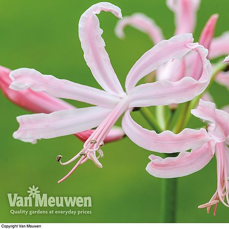 Nerine bowdenii 'Stefani'