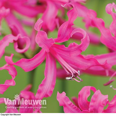 Nerine bowdenii 'Isabel'