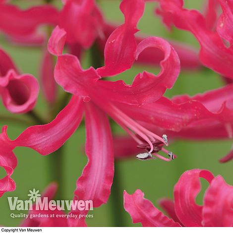 Nerine 'Mr John'