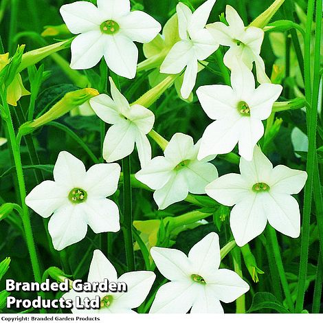 Nicotiana alata