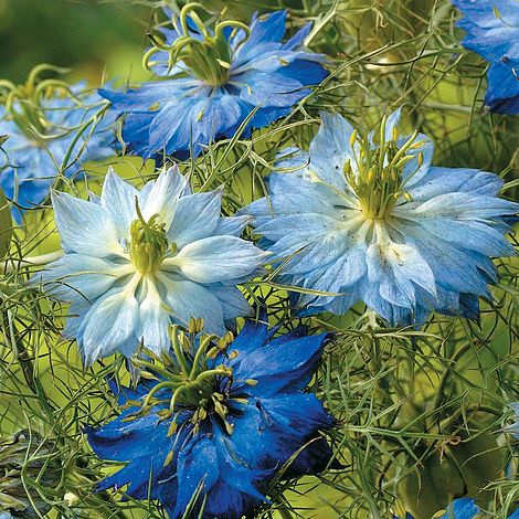 Nigella damascena 'Moody Blues'