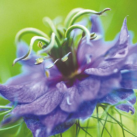 Nigella damascena 'Miss Jekyll'