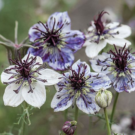 Nigella papillosa 'Delft Blue'