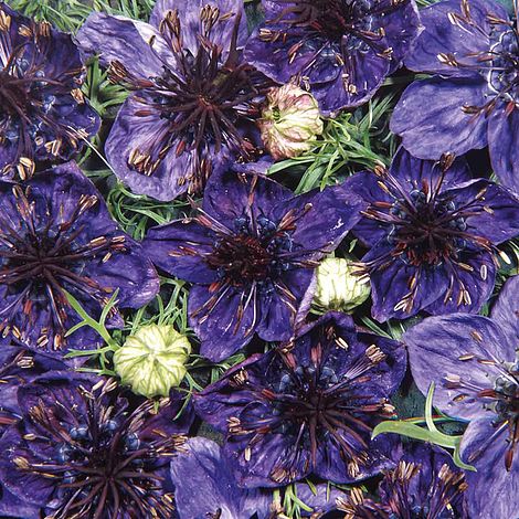 Nigella papillosa 'Midnight'