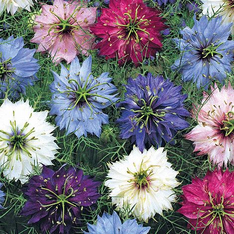 Nigella damascena 'Persian Jewels Mixed' (Seeds)