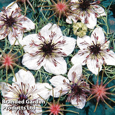 Nigella papillosa 'African Bride' - Kew Flowerhouse Seed Collection