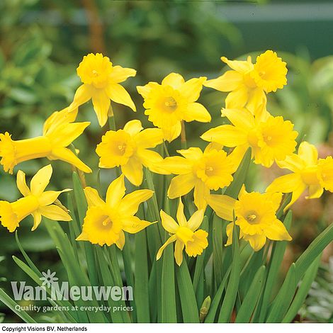 Daffodil 'Peeping Tom'