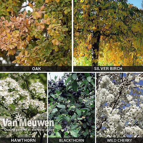 Native Hedging Collection (Silver Birch, Wild Cherry, Hawthorn, Blackthorn, Oak)