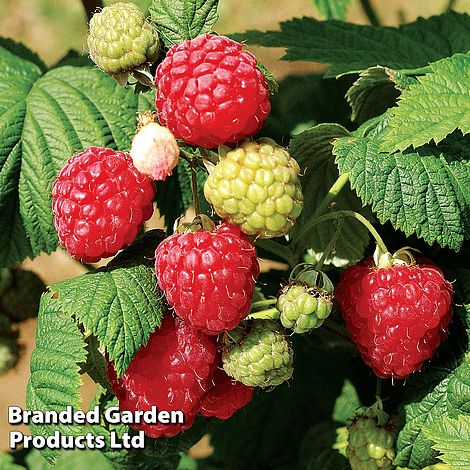 Raspberry 'Octavia' (Summer fruiting)