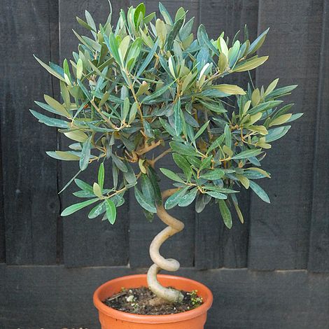 Olive Tree with Spiral Stem