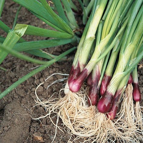 Spring Onion 'Lilia' (Red Onion)