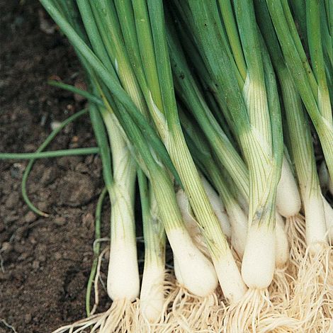 Onion 'Performer' (Bunching Onion)