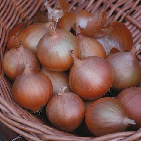 Onion 'Hi Keeper' F1 Hybrid