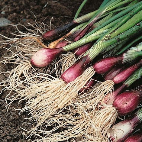 Spring Onion 'Apache'