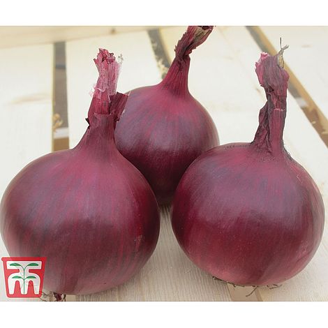 Onion 'Red Herald' F1 hybrid