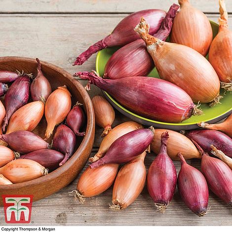 Onion 'Elisa' and 'Karminka' Mix - Seeds