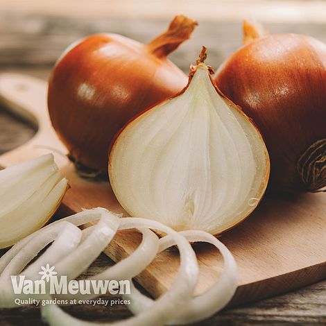 Onion 'Setton' (Spring Planting)