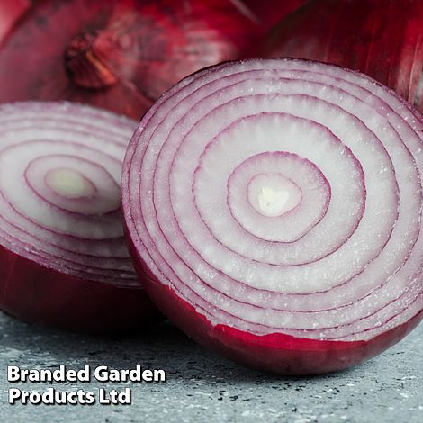 Onion 'Keravel Pink' (Spring)