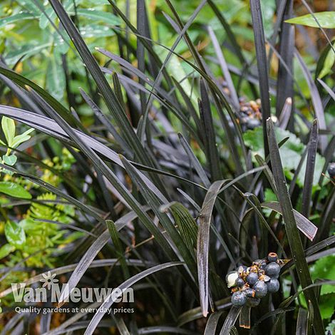 Ophiopogon planiscapus 'Nigrescens'