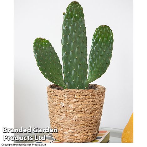 Opuntia rubescens 'Consolea'