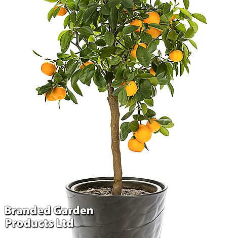 Sweet Orange (Citrus)