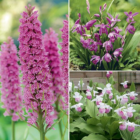 Outdoor Orchid Collection Hardy Van Meuwen