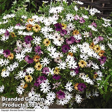 Osteospermum 'Falling Stars'™