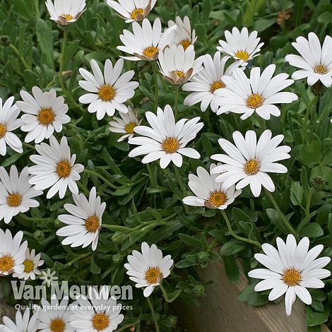 Osteospermum 'Snow Pixie' (Hardy)