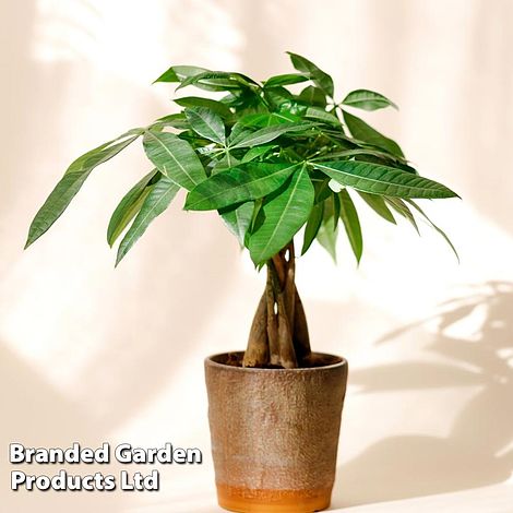 Pachira Aquatica Tree Braided Stem 12cm Pot x 1