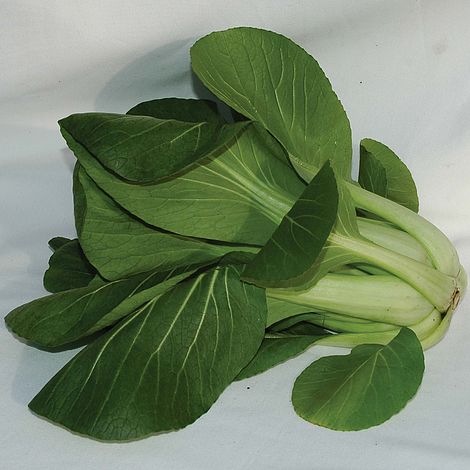 Pak Choi 'Green' F1 Hybrid