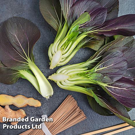 Pak Choi 'Purple Rain' F1