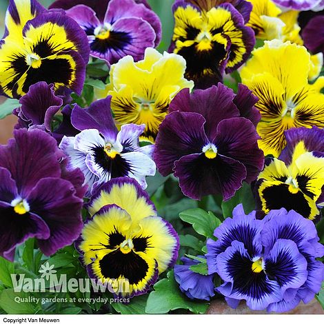 Pansy 'Frizzle Sizzle'