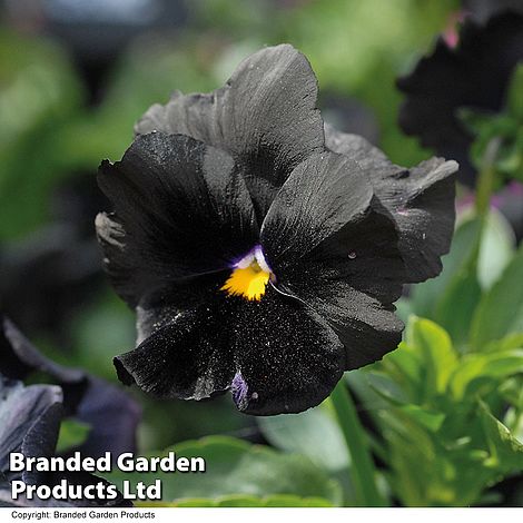 Pansy 'Atlas Black'