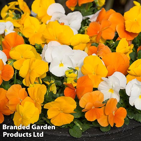 Pansy Matrix™ 'Daffodil Mixed'