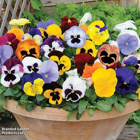 Pansy 'Matrix™ Mixed'