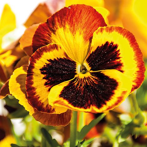 Pansy 'Autumn Blaze Mixed' (Garden Ready)