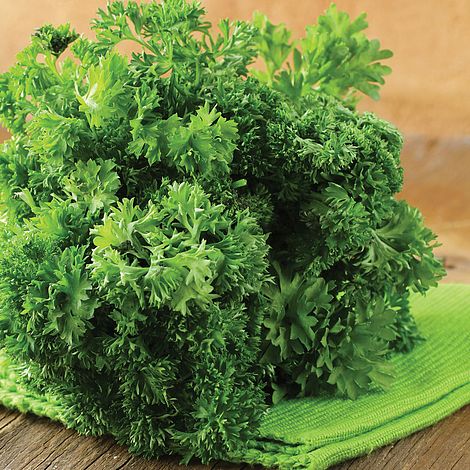 Parsley 'Lisette'