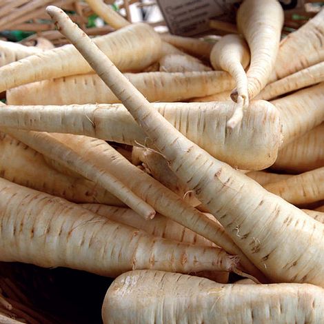 Parsnip 'Albion'