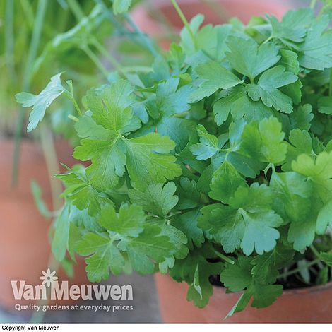 Parsley 'Plain Leaved (Sheeps) 2' (Flat Leaved)