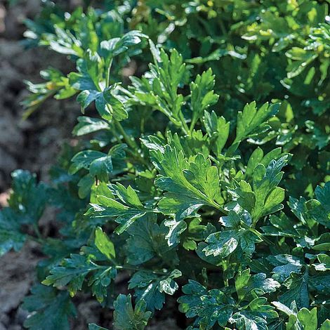 Parsley 'Titan' (Flat Leaved)