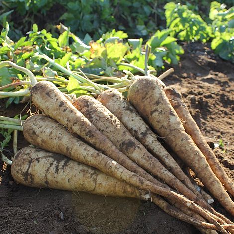 Parsnip 'Panorama' F1 Hybrid