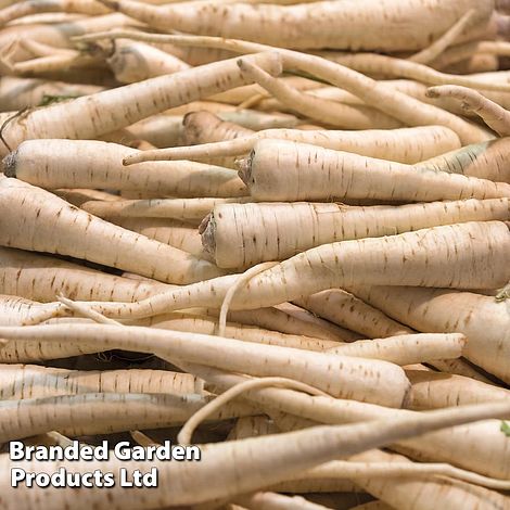 Parsnip 'Arrow'