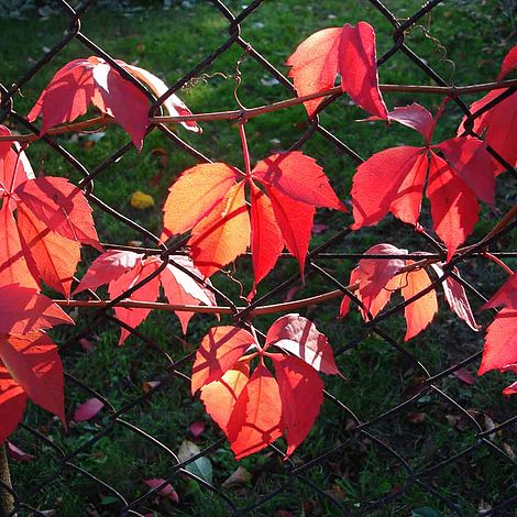 Parthenocissus quinquefolia 'engelmanii'